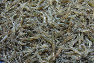 明虾,淡水,养鱼场,大群动物,自然,水平画幅,小的,生物,无人,生食