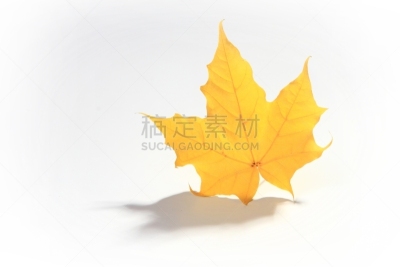 枫树,阴影,黄色,自然,枯萎的,水平画幅,仿旧磨损的效果,橙色,秋天,无人