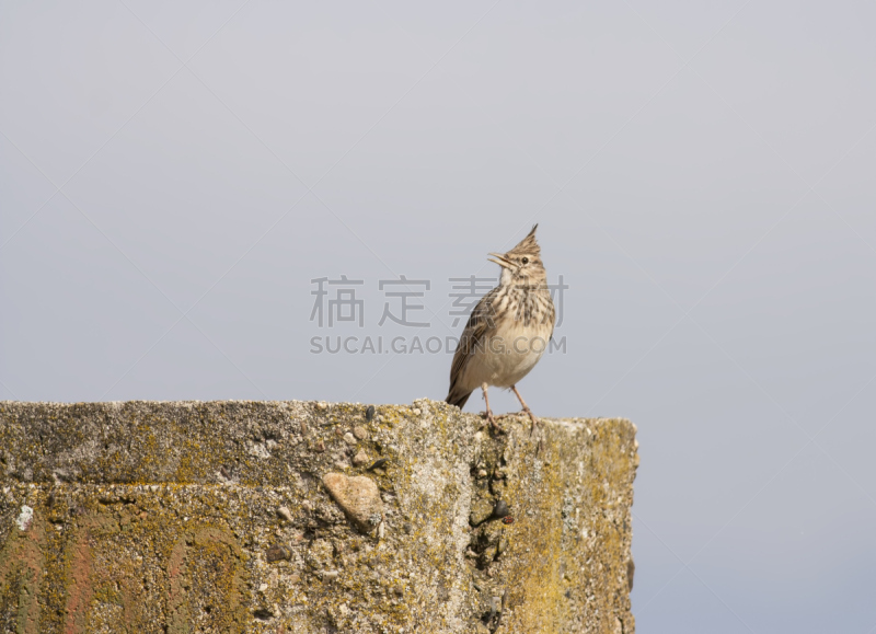 凤冠百灵,自然,野生动物,水平画幅,无人,鸟类,观鸟,野外动物,户外,百灵鸟