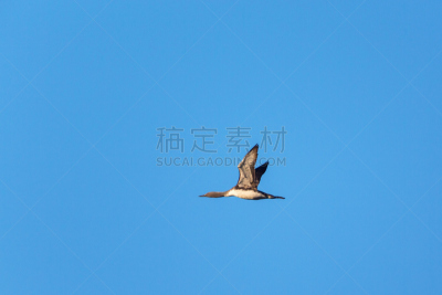 红喉潜鸟,潜鸟,张开翅膀,自然,天空,野生动物,非都市风光,水平画幅,蓝色,鸟类