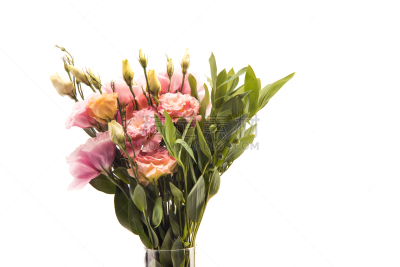 花蕾,特写,自然美,风景,绿色,叶子,白色,分离着色,模仿动物,翠湖