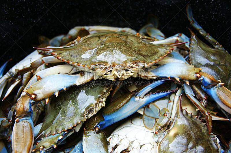 螃蟹,锅,水平画幅,蓝色,切萨皮克湾,海产,夏天,水湾,马里兰,摄影