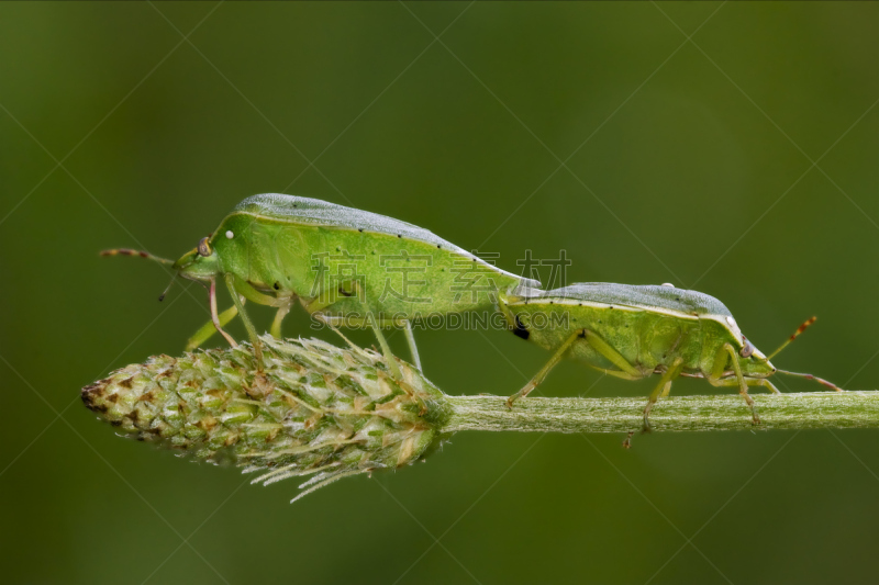 heteroptera,green shield bug,盾蝽,半翅目,爪子,动物习性,动物身体部位,野外动物,夏天,仅一朵花