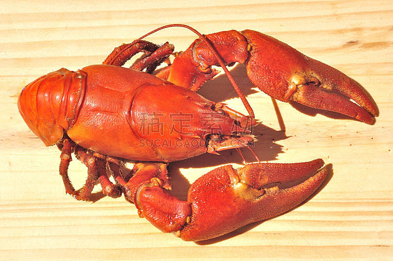 螯虾,红色,水平画幅,2015年,动物,甲壳动物,海产,小龙虾,食品,烹调