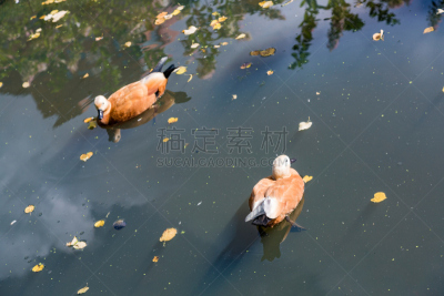 水面,鸭子,水,公园,褐色,水平画幅,鸟类,两只动物,野外动物,水库