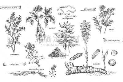 人参,草图,绘画插图,艾菊,矢量,草药,白色背景,牧羊人,复古