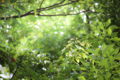 叶子,肉桂,自然,水平画幅,绿色,无人,蓝色,巨大的,樟脑树,月桂树
