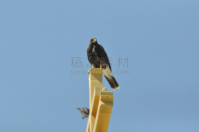 嘲鸫,老鹰,harris,圣伯纳犬,哈里斯鹰,自然,天空,野生动物,美国,食肉鸟