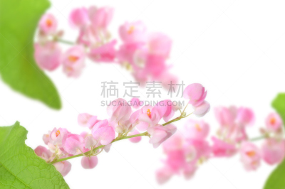 攀缘植物,蓝花藤,有蔓植物,水平画幅,绿色,无人,泰国,卷须,中间部分,白色