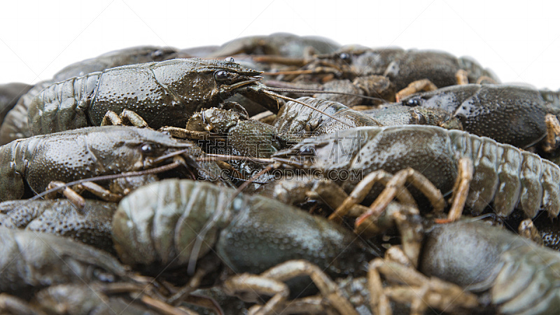 螯虾,接力赛,背景,褐色,水平画幅,无人,巨大的,湿,生食,海产