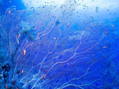 红海,埃及,lyretail anthias,火珊瑚,海扇,红色石帆海扇,丝鳍拟花鮨,石帆珊瑚虫,硬珊瑚,珊瑚色