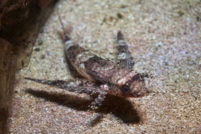 sea robin,水,水平画幅,大西洋,水下,动物身体部位,飞角鱼科,野外动物,异国情调,动物主题