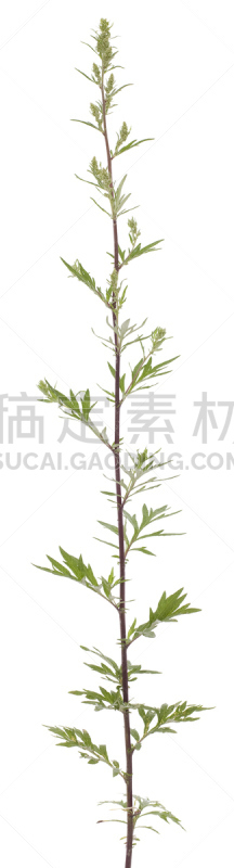 蒿属,垂直画幅,无人,全景,白色背景,野生植物,仅一朵花,野花,植物茎,花