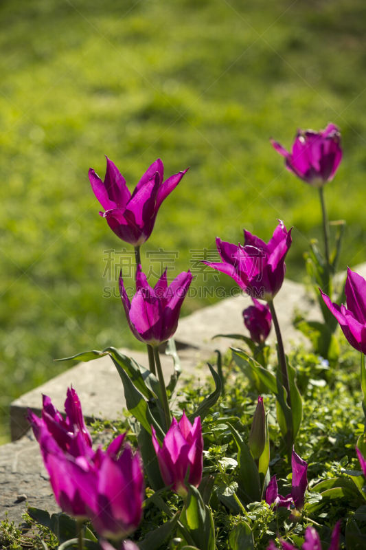 郁金香,垂直画幅,留白,英格兰,夏天,草,仅一朵花,花束,彩色图片,清新