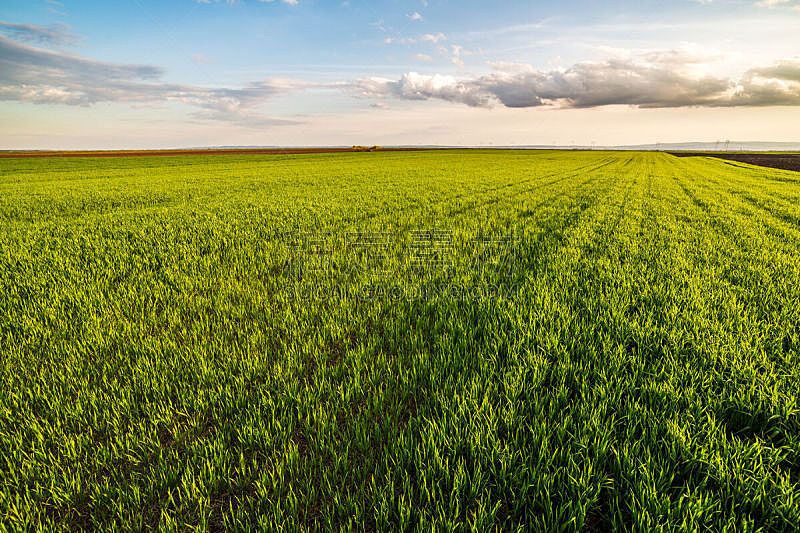 田地,绿色,小麦,天空,水平画幅,无人,户外,草,农作物,植物