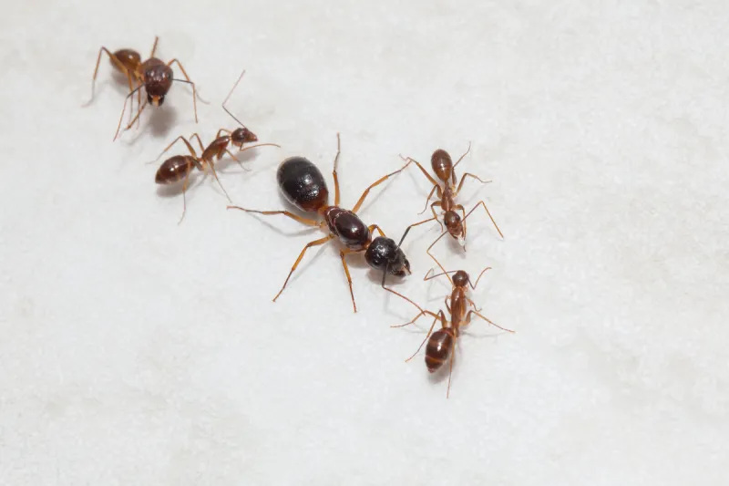 木蚁黑色 木蚁黑色图片 木蚁黑色素材下载 稿定素材