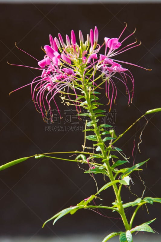 醉蝶花,粉色,垂直画幅,无人,夏天,户外,特写,泰国,植物,植物学