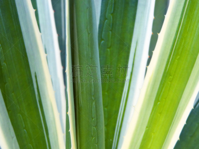 Agave.