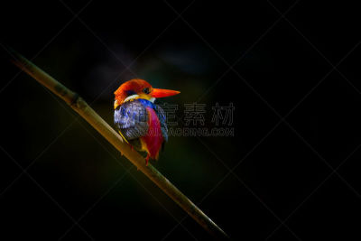 侏儒,翠鸟,东方人,知更鸟,美,公园,水平画幅,美人,运河,鸟类