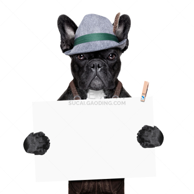 狗,puggle犬,皮短裤,紧身连衣裙,拳师犬,法国斗牛犬,巴哥犬,椒盐饼干,慕尼黑,啤酒节
