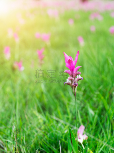 郁金香,泰国,田地,垂直画幅,公园,枝繁叶茂,无人,尤脑香科树,植物,灌木