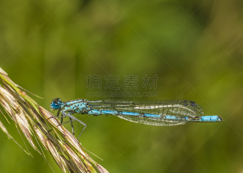 蓝豆娘,水平画幅,撇水蜻蜓,动物身体部位,野外动物,夏天,生物学,草,特写,豆娘