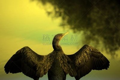 双冠鸬鹚,自然,野生动物,水平画幅,蓝色,鸟类,户外,湖,特写,海洋