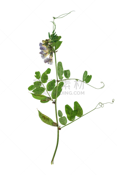 干的,森林,豌豆,垂直画幅,北林肯郡,无人,干花,特写,俄罗斯,花茶