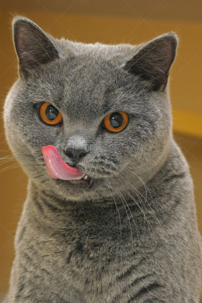 舔嘴唇,猫,垂直画幅,银色,偏远的,特写,青年人,小猫,自然,迷路