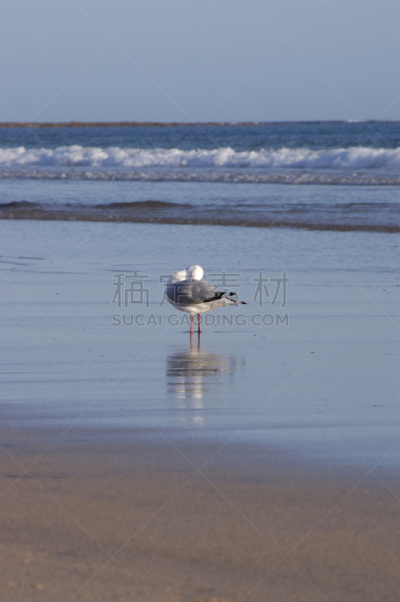 海滩,海鸥,整羽,垂直画幅,天空,休闲活动,沙子,夏天,海岸地形,海浪