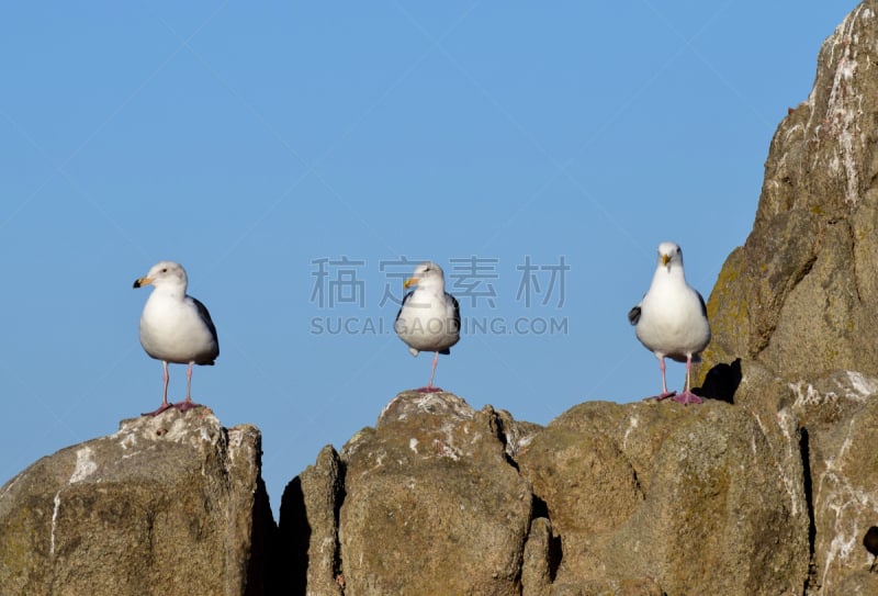 三剑客,天空,水平画幅,岩石,无人,蓝色,2015年,海鸥,加利福尼亚,摄影