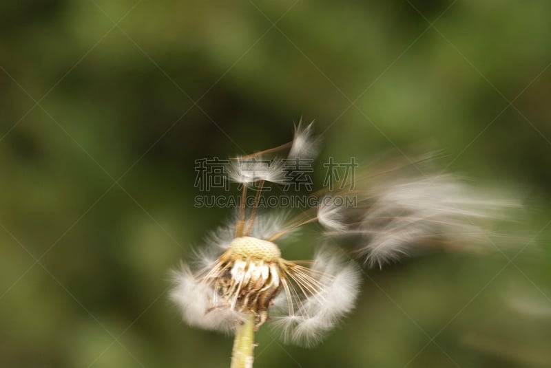 千里光,风,种子,蒲公英种子,水平画幅,轻的,半空中,干的,特写,仅一朵花