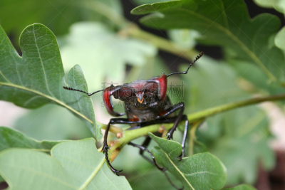 鹿角锹虫,水平画幅,绿色,无人,驼鹿,嫩枝,特写,japanese stag beetle,彩色图片,甲虫