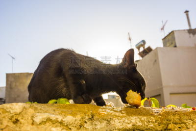 野生猫科动物,克里特岛,城镇,希腊诸岛,雷西姆农,度假胜地,水平画幅,无人,古老的,商店