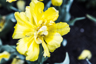 仅一朵花,菜园,春天,植物群,花园路,园艺师,枝繁叶茂,沙子,草坪,夏天