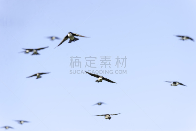 树燕,羊群,布利斯托,一群鸟,野生动物,水平画幅,注视镜头,鸟类,马萨诸塞,夏天