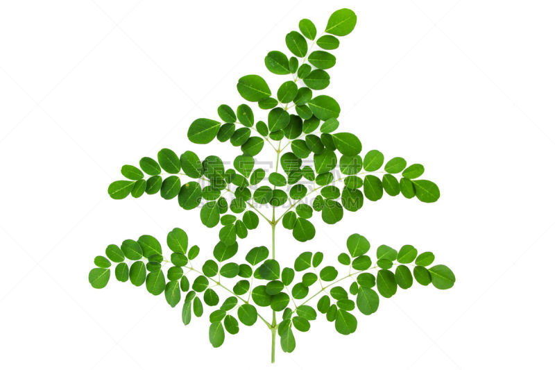 白色背景,辣木植物,叶子,自然,植物,水平画幅,无人,泰国,蔬菜,草本