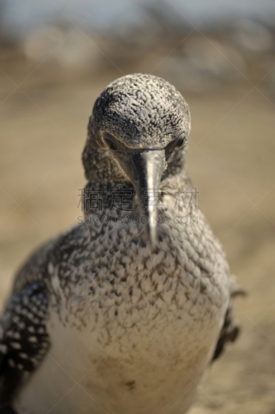 幼小动物,鲣鸟,垂直画幅,喙,海鸟,cape kidnappers gannet colony,动物,鸟类,野外动物,北方鲣鸟
