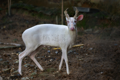 白化病者,自然,毛冠鹿,野外动物,平衡折角灯,背景聚焦,图像,雄鹿,水平画幅,草原