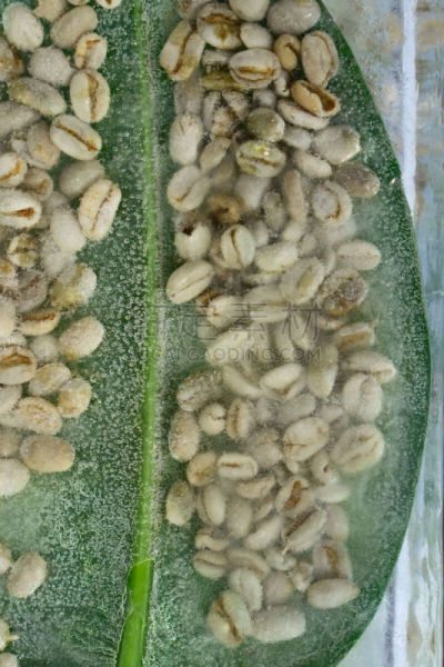 背景,冰,冻结的,绿色,咖啡豆,饮料,活力,寒冷,健康保健,咖啡