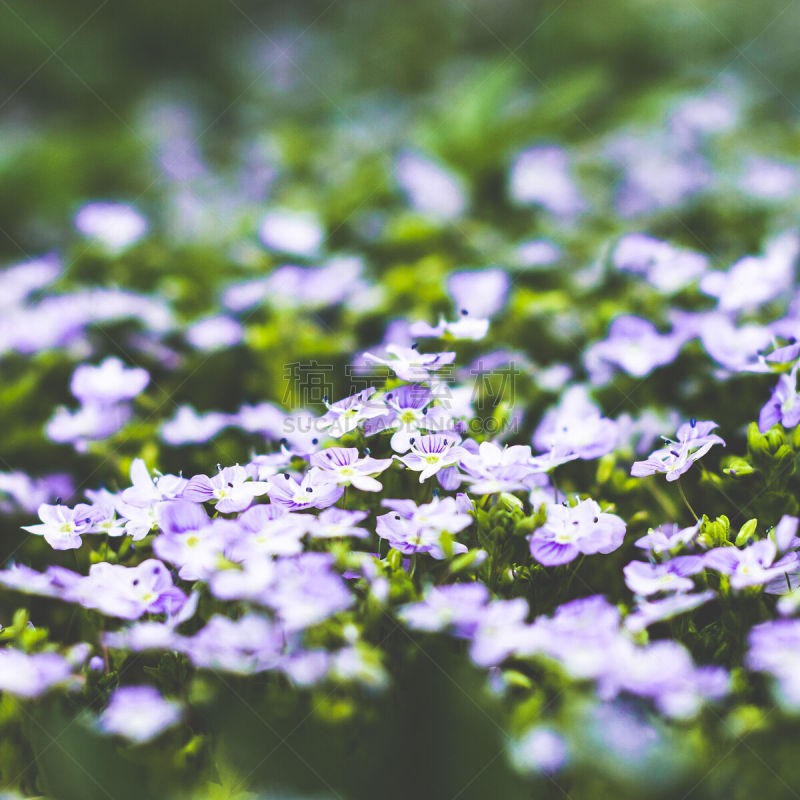 特写,植物,自然美,花朵,背景虚化,美,无人,夏天,草,明亮