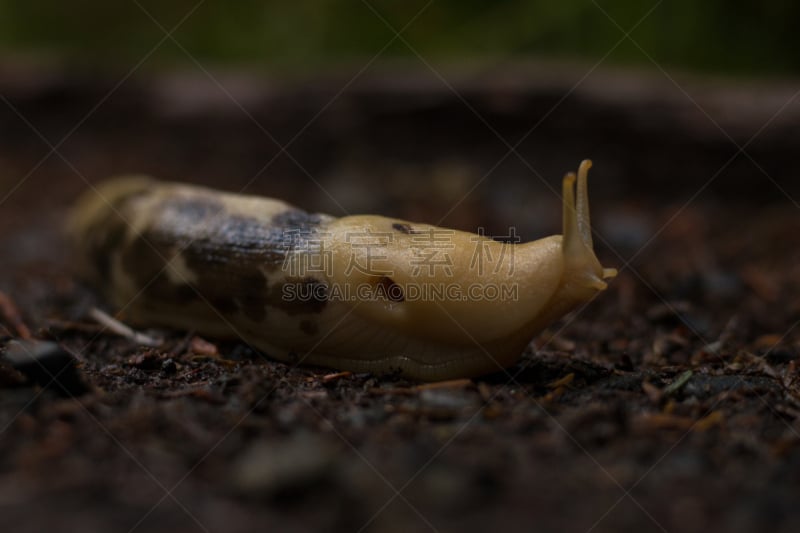 香蕉鼻涕虫,美,褐色,水平画幅,泥土,湿,野外动物,户外,雨林,动物主题