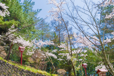 天空,樱桃树,背景,海洋,高台庙,吉野樱花,亚洲樱桃树,富士山,里山,水平画幅