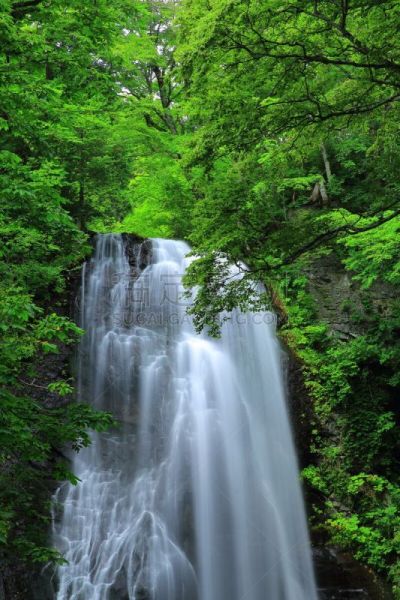 瀑布,夏天,自然,垂直画幅,水,北盐原,福岛里,无人,日本,福岛县