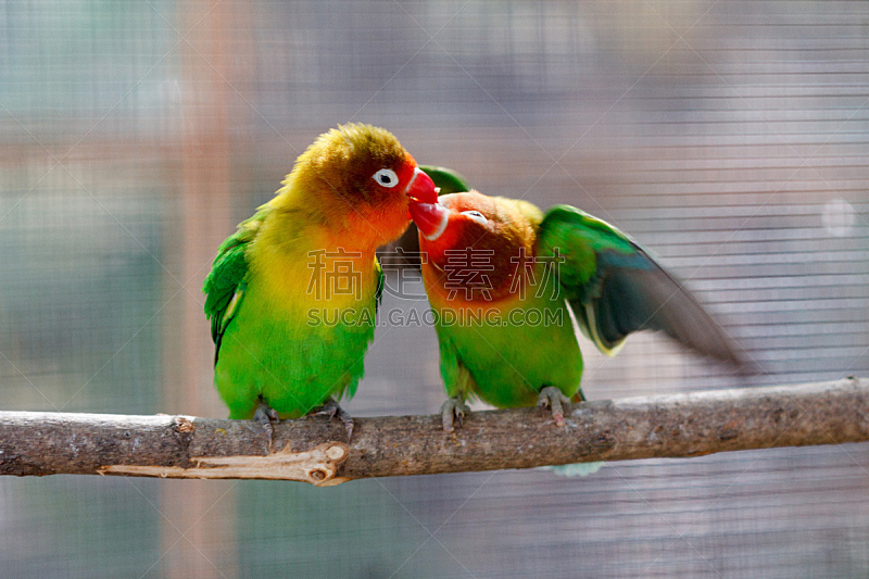 绿色,爱情鸟,鹦鹉,自然美,红色,看,水平画幅,黄色,2015年,肖像