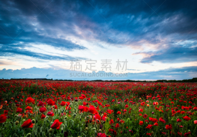 田地,超大号,水平画幅,天空,非都市风光,野生动物,太阳,陆地,平原,小麦