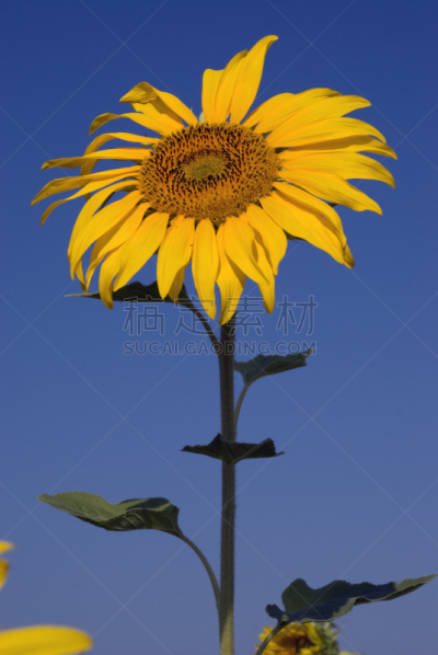 向日葵,自然,垂直画幅,天空,非都市风光,无人,夏天,户外,玩具熊向日葵,common sunflower