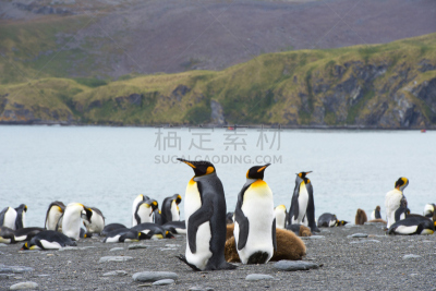 企鹅,全景,水平画幅,帝企鹅,鸟类,湿,野外动物,户外,动物主题,白色