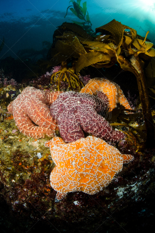 海星,礁石,自然,垂直画幅,美国,水肺潜水,无人,拉古娜海滩,藻类,水下