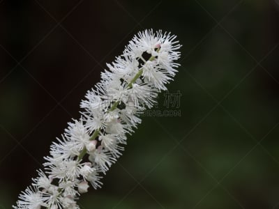 秋天,日本,白色,森林,green corn lily,落新妇属,毛茛属植物,水平画幅,无人,夏天